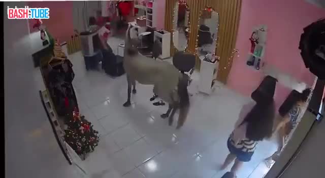  В салон красоты в Бразилии зашла лошадь