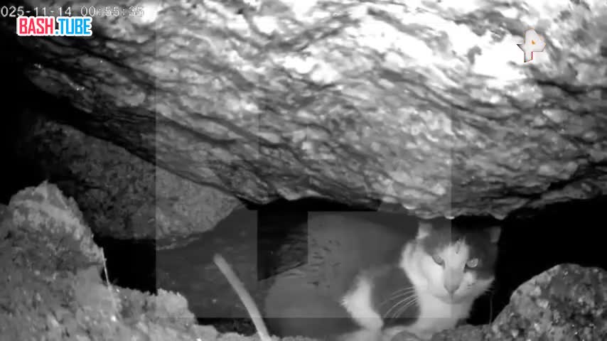  Кота, застрявшего в стене набережной, спасли в Санкт-Петербурге