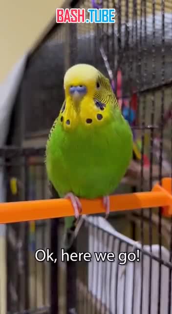  Болтливый попугай Боба попал в Книгу рекордов Гиннесса - он выучил 33 слова