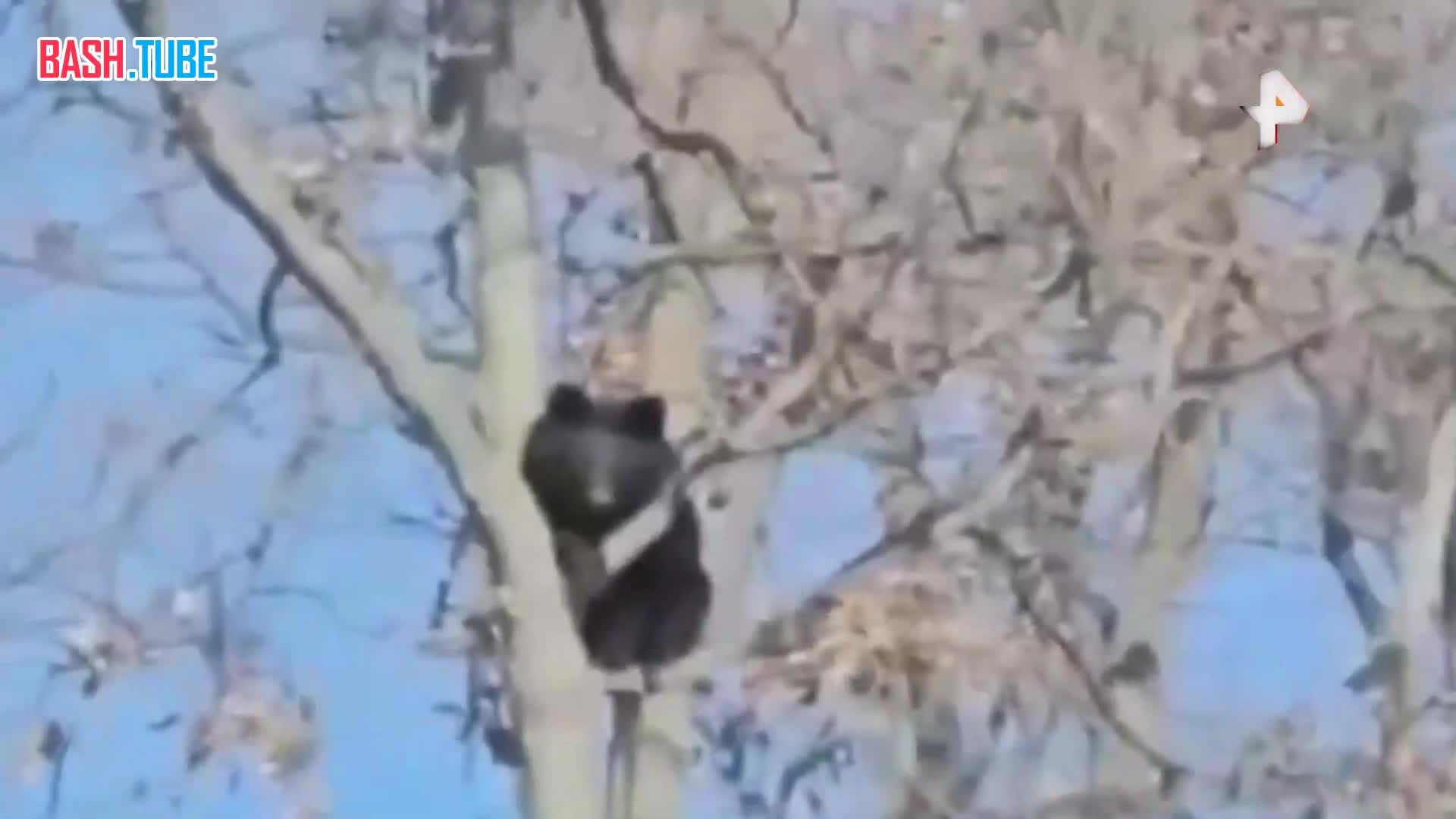  Гималайский медведь залез на дерево и не спускается уже двое суток в Приморье