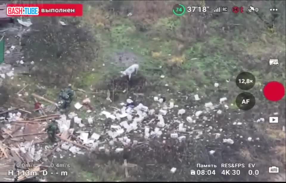  Свинья спасла штурмовиков ВС РФ, случайно подорвавшись на мине