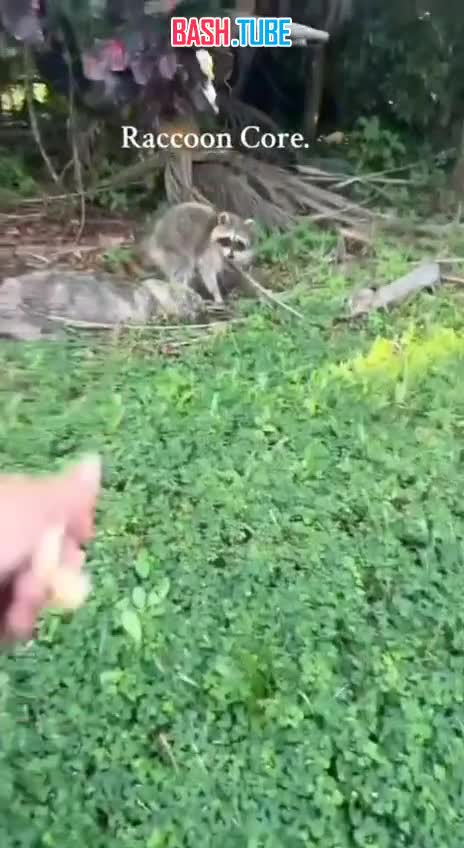  Еноты начали одомашниваться - исследование