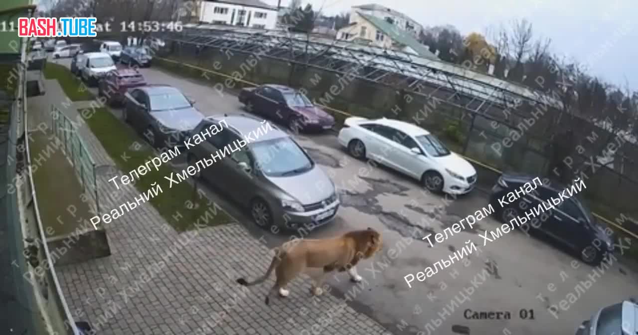  Львы гуляют по улицам в украинском Хмельницком - это не нейросеть и не кадры из Джуманджи