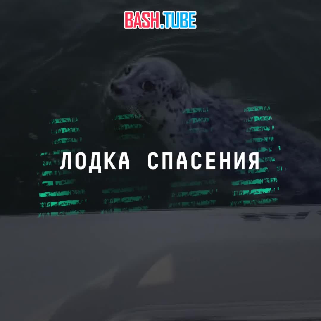  В США маленький тюлень решился на отчаянный и смелый поступок, спасаясь от смертельной опасности