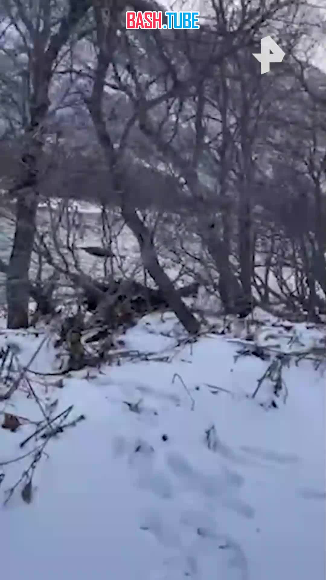  Медведи «отжали» улов у рыбаков на Камчатке