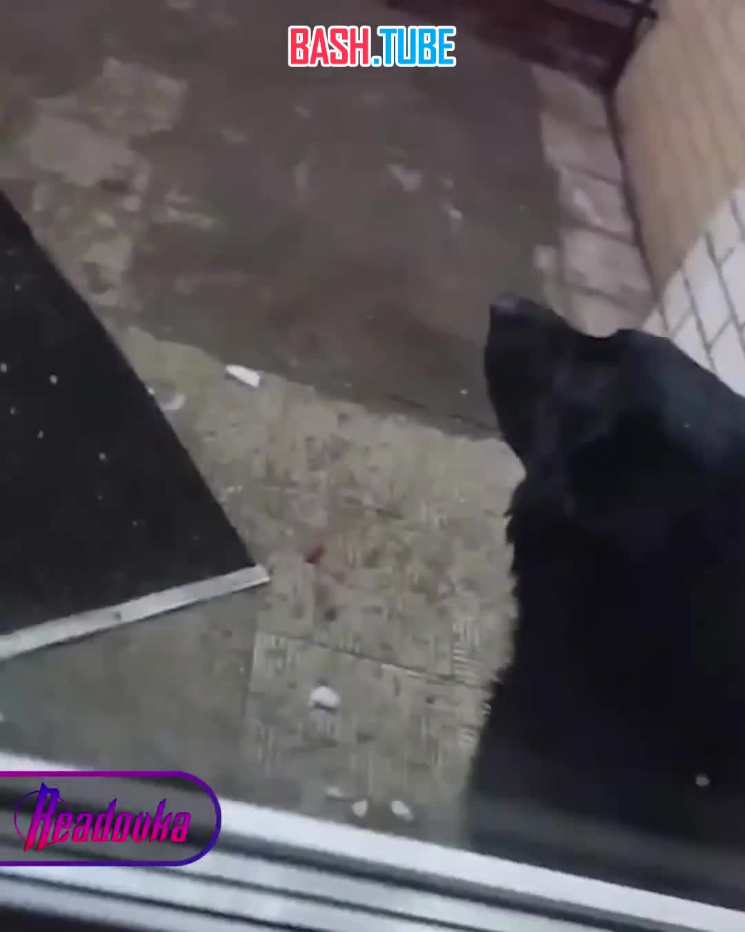  Девушку в омском ПВЗ заблокировала собака и держала ее там 4,5 часа