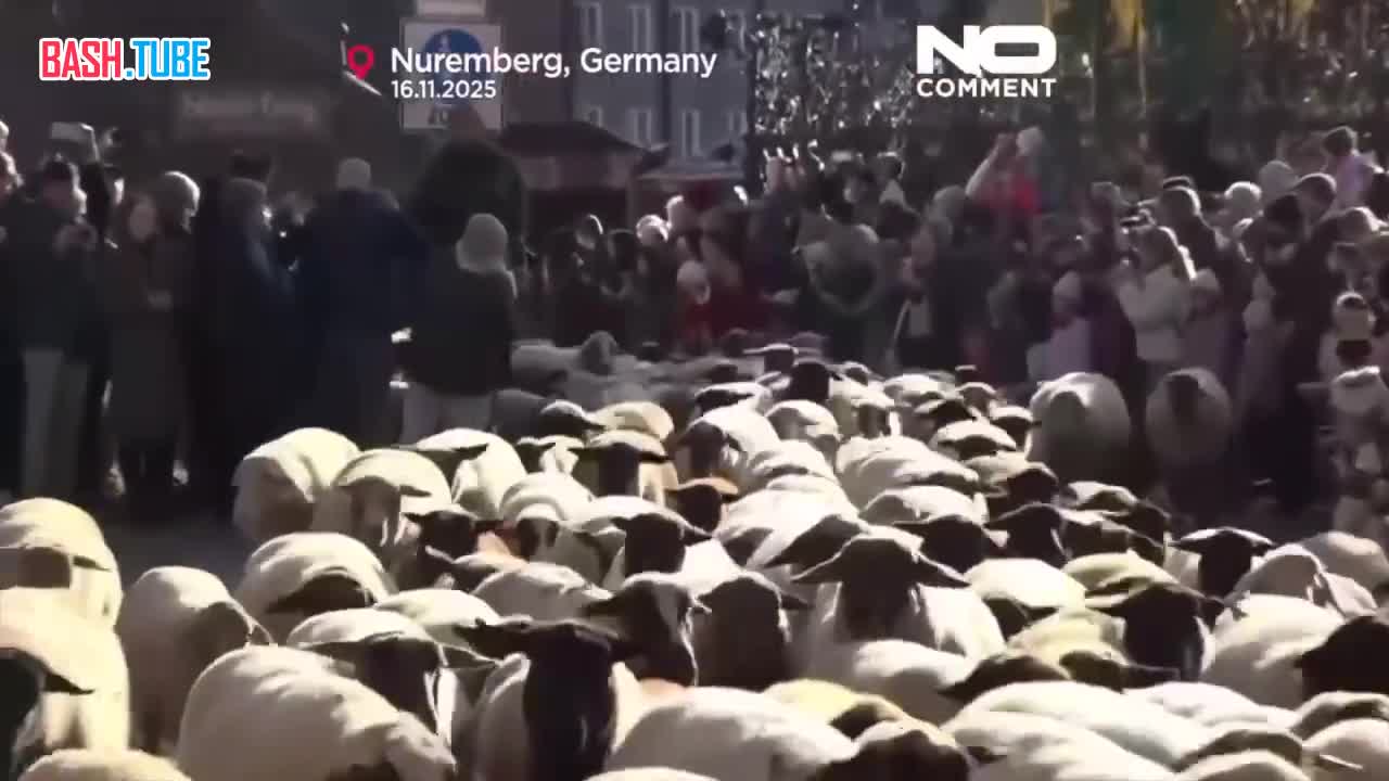  Овечий апокалипсис: как пушистое нашествие остановило жизнь в немецком городе