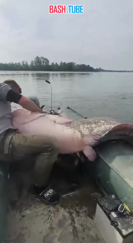  Поляки выловили из озера огромного сома. Реакция, как всегда эмоциональная