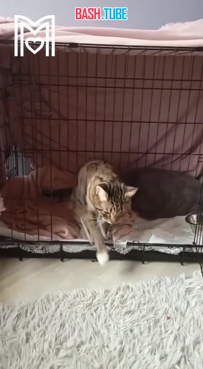  В Москве кот по кличке Тибет выпал из окна четвёртого этажа и хоть приземлился на лапы, всё же сильно пострадал