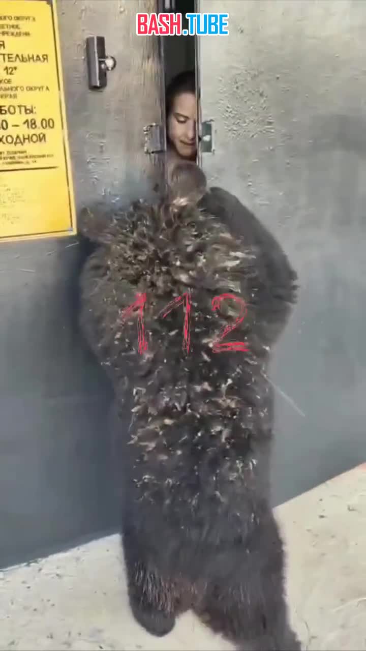  В Приморье медведица нагрянула в гости к школьникам