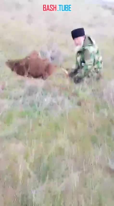  Лошадь провалилась под землю и попала в склеп времен Золотой Орды в степи Астраханской области, - СМИ