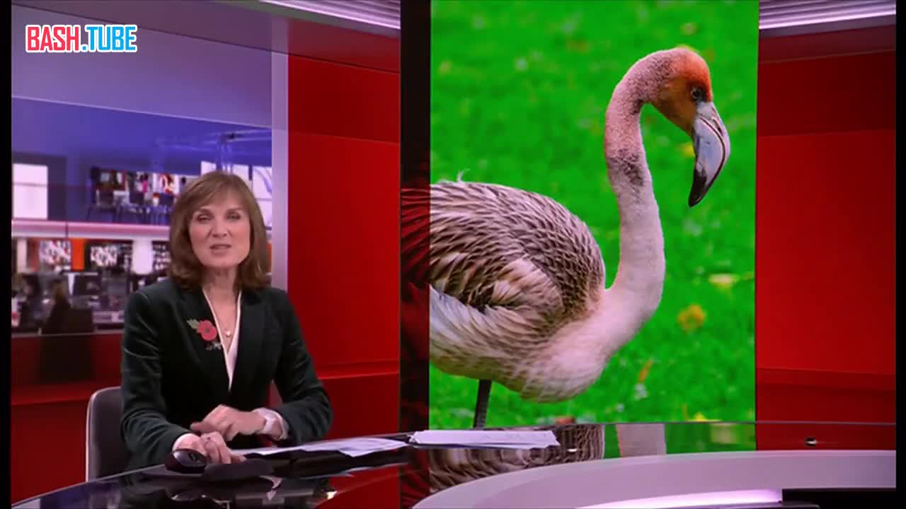  Фламинго по кличке Фрэнки сбежала из британского зоопарка и пролетела 130 миль до Франции чтобы начать новую жизнь