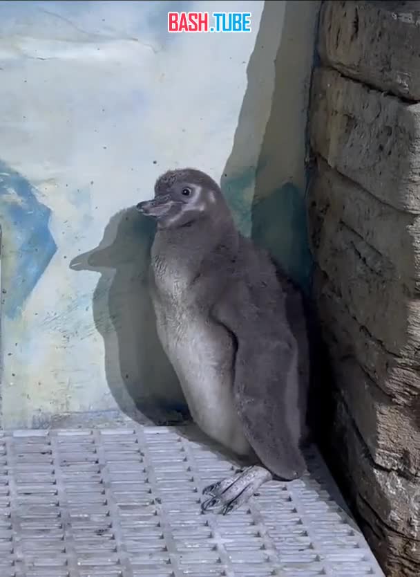  Пингвин Зонт из Приморского океанариума не разрешил фотографу снимать своего птенца