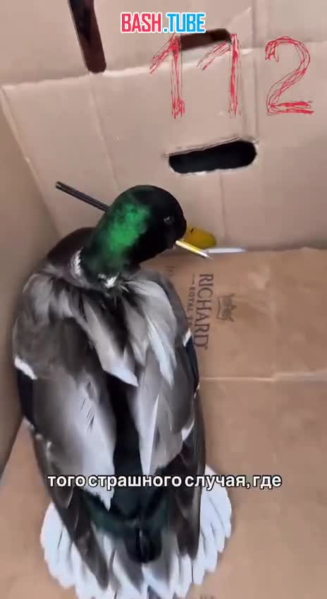  Помните того самого селезня со стрелой в голове