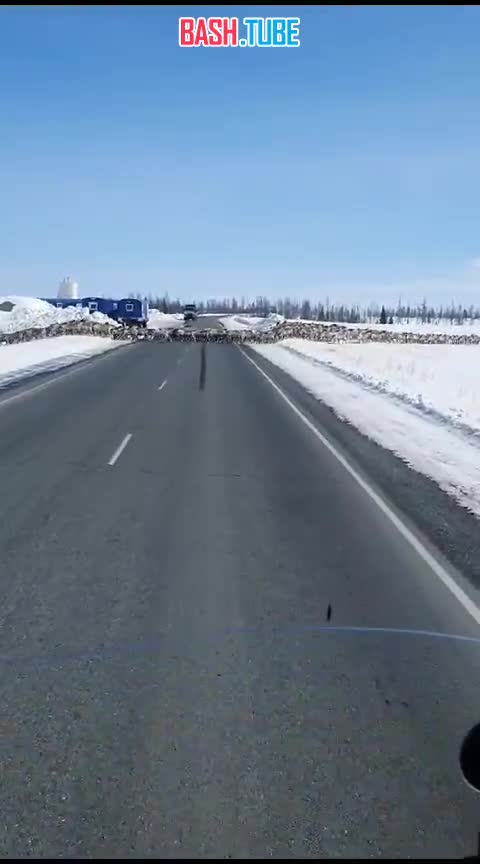  Началась миграция диких оленей Камчатки на горные пастбища, где зимой проще находить пропитание чем в тундре