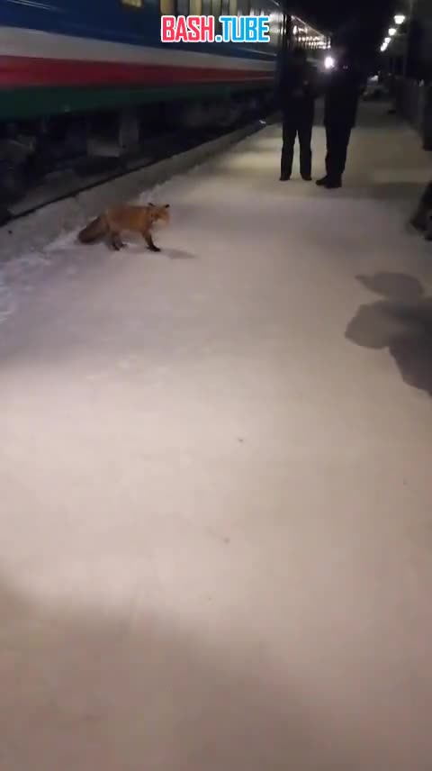  Эффектная лиса вышла к людям на ж/д станции Аллан в Якутии