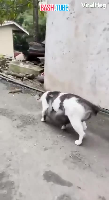  Обезьяну Абу усыновила кошка, и теперь она постоянно носит его на своём животе