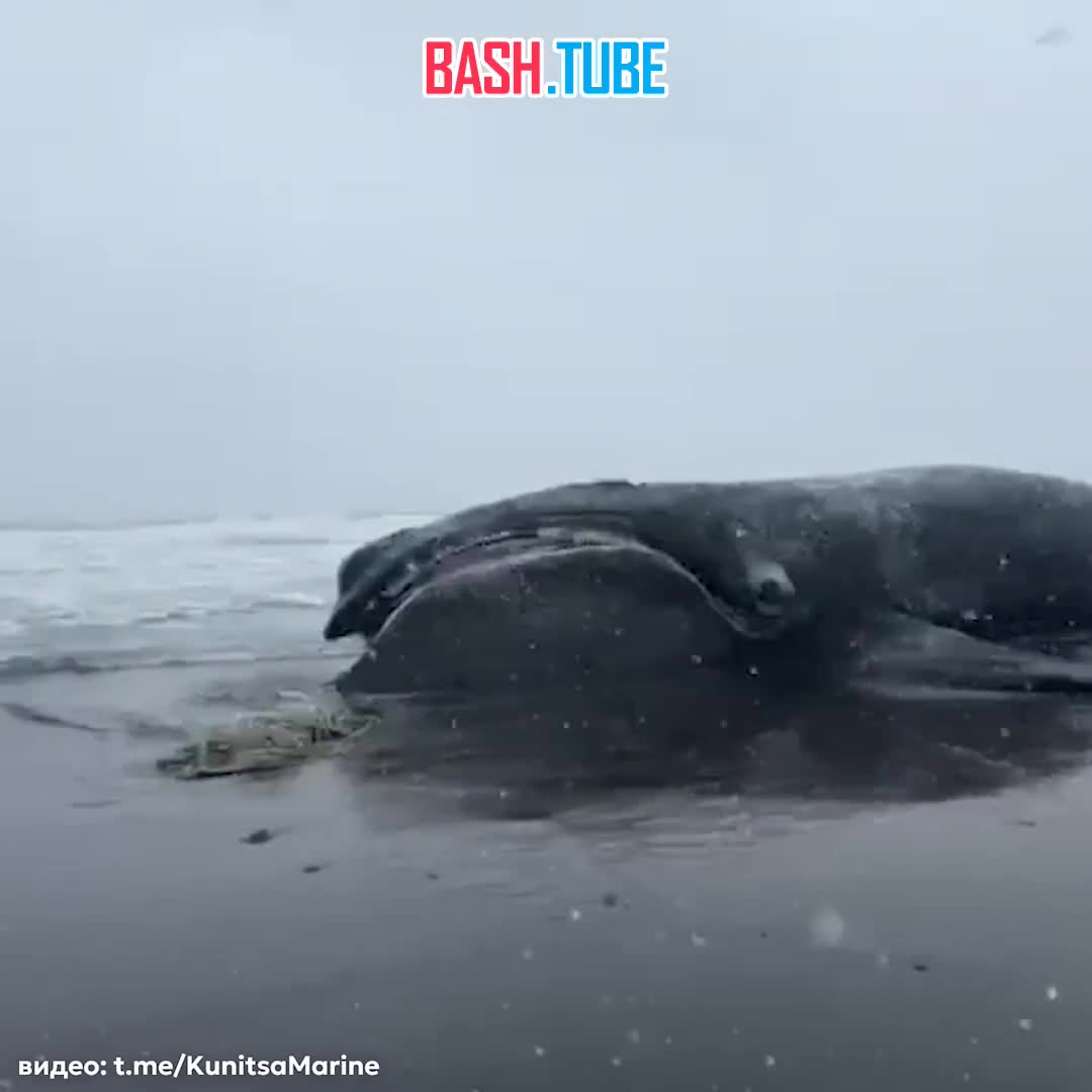  Японского кита выбросило на берег Камчатки. Редкое животное могло запутаться в сетях