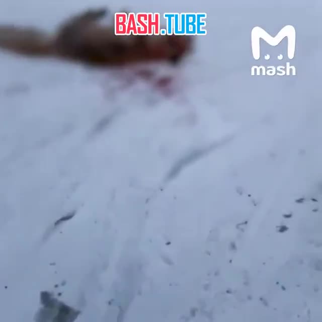  Бешеная лиса едва не растерзала девушку в Омской области - спас сосед с палкой, выбежавший на улицу