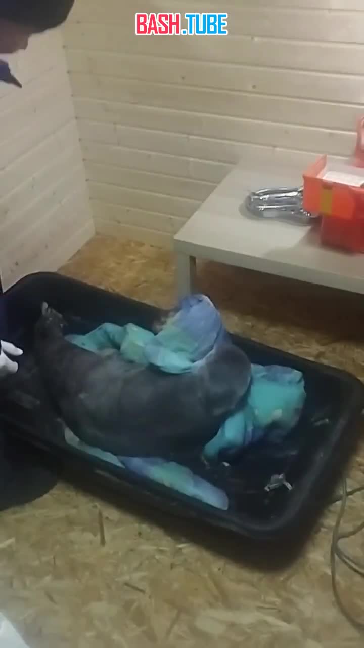  Раненого тюленя в Мурманской области спасли - губернатор Андрей Чибис