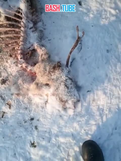  На Сахалине стаи бродячих псов уничтожают северных оленей