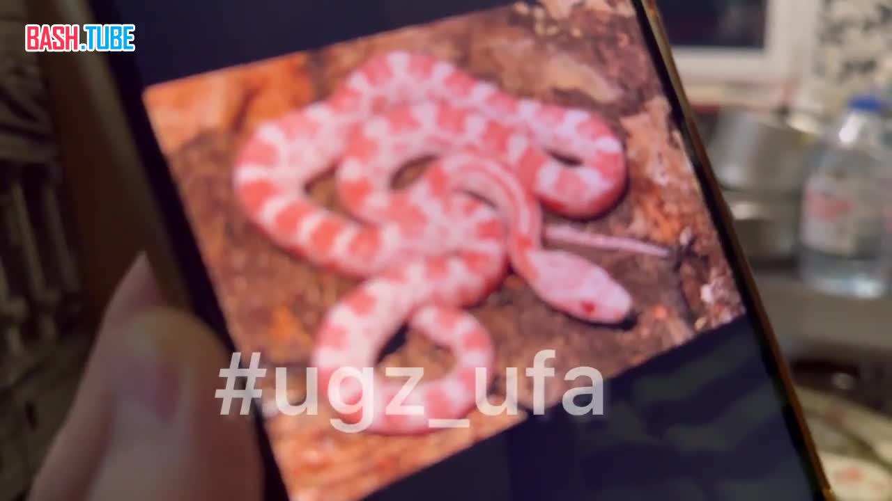  Спасатели вытащили метрового полоза из уфимской квартиры