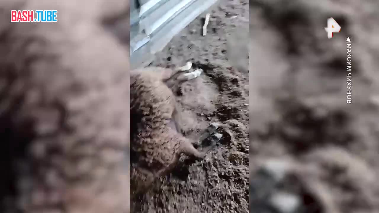  Над стадом баранов совершена кровавая расправа в Приморье, полиция проводит проверку