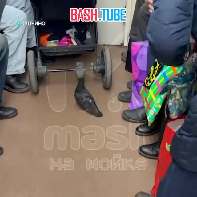  Пернатый устроил себе транзит от «Купчино» до «Московской» в вагоне метро