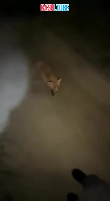  В Казахстане лиса с бешенством набросилась на девушку на АЗС и укусила ее