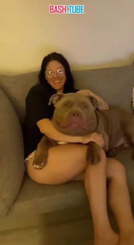  Американский булли по имени Туктук стал новой звездой соцсетей - у него действительно огромная голова