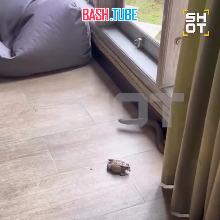  Огромная змея набросилась на россиянина на Бали, когда тот пытался спасти жабу