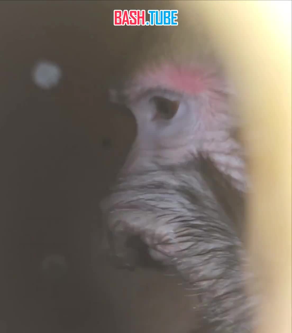  Обезьянка, «похищенная» накануне в Питере, вернулась домой