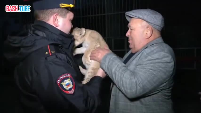  Львёнка нашли во дворе частного дома в ДНР, которого держали в плохих условиях