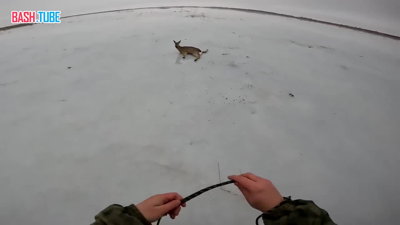  Несколько небезразличных мужчин спасли более десятка косуль на замëрзшем озере в Новосибирской области