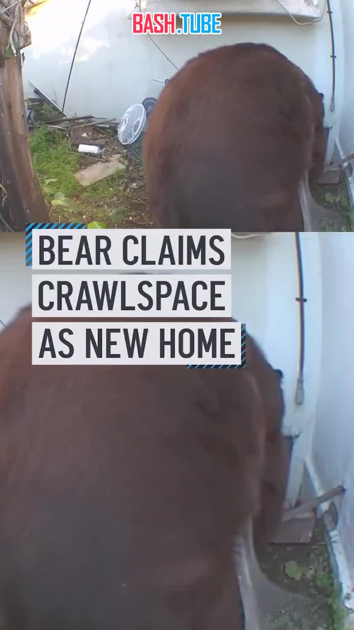  Владелец дома в Альтадене столкнулся с большим сюрпризом, когда на территорию его дома зашел огромный медведь