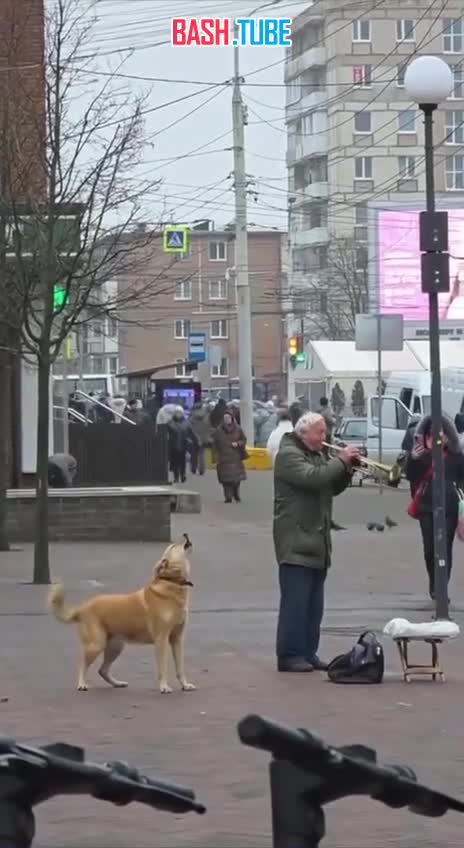 Дуэт трубы и собаки. Уличный музыкант из Калининграда пробудил в четвероногом приятеле зов предков и музыкальный слух