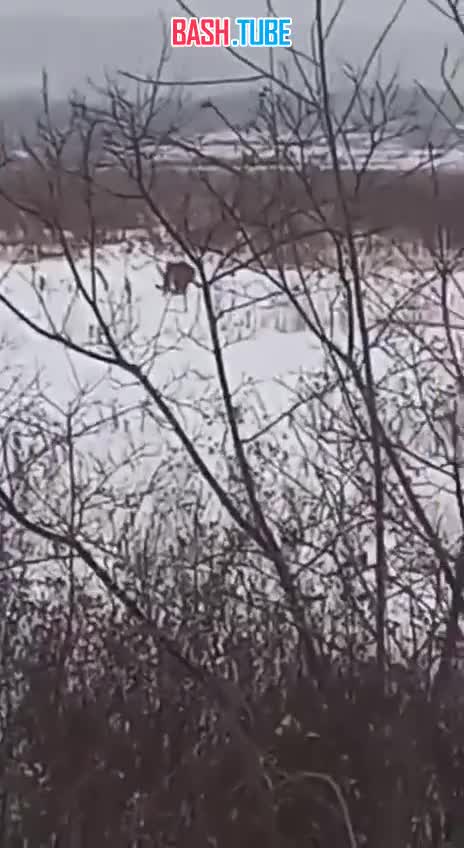  В городской черте Хабаровска замечен тигр