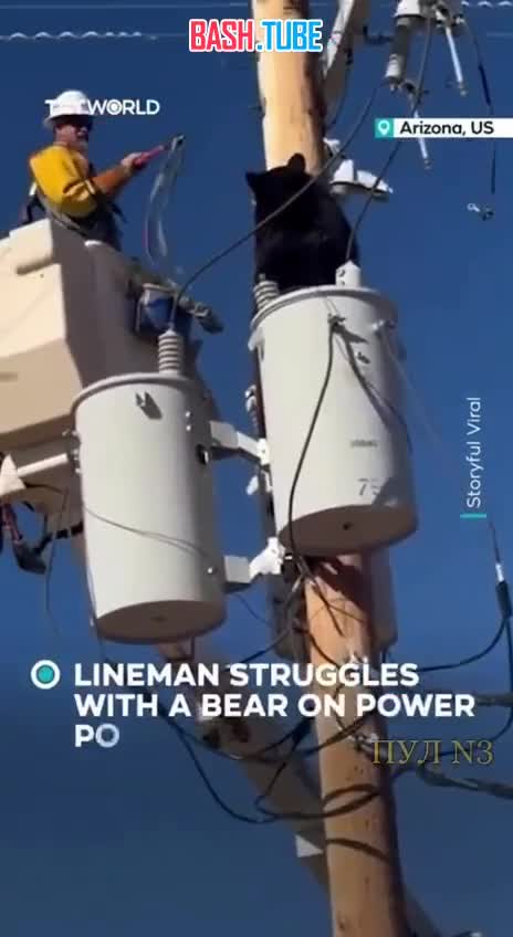  Мужчина спас медведя от удара током