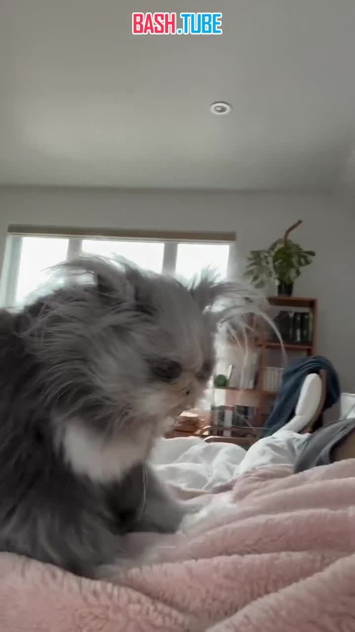  Инопланетный кот вирусится в Сети