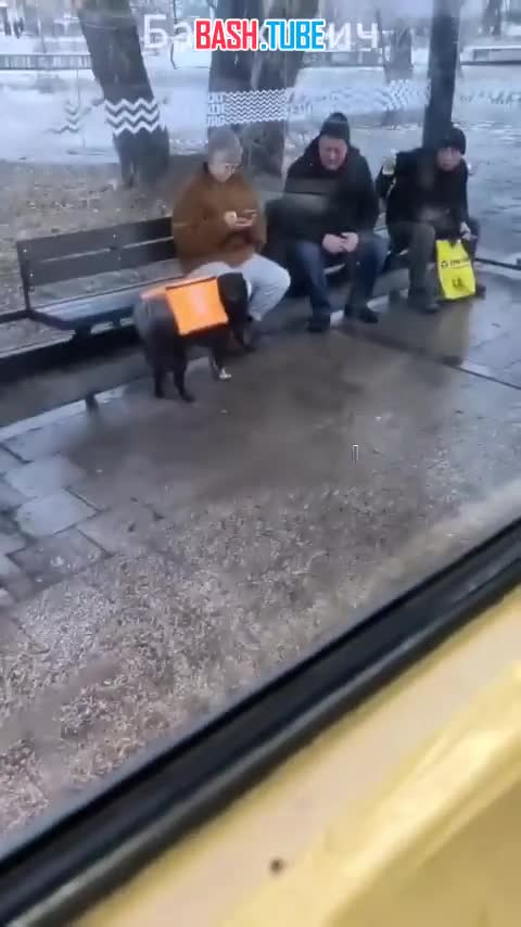  Бездомные собаки будут раздавать бесплатный Wi-Fi в Екатеринбурге