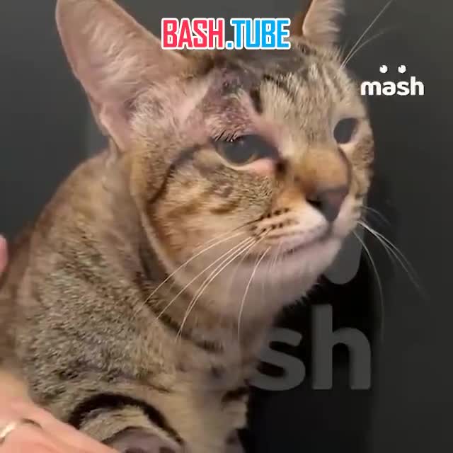  Кошка спасла семью российских туристов с детьми от ядовитой змеи на Бали - киса взяла удар на себя, и никто не пострадал