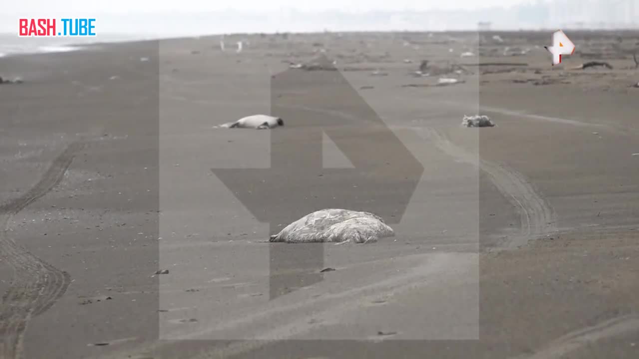  «Берег напоминает кладбище»: сотни мертвых тюленей окружают Каспийское море