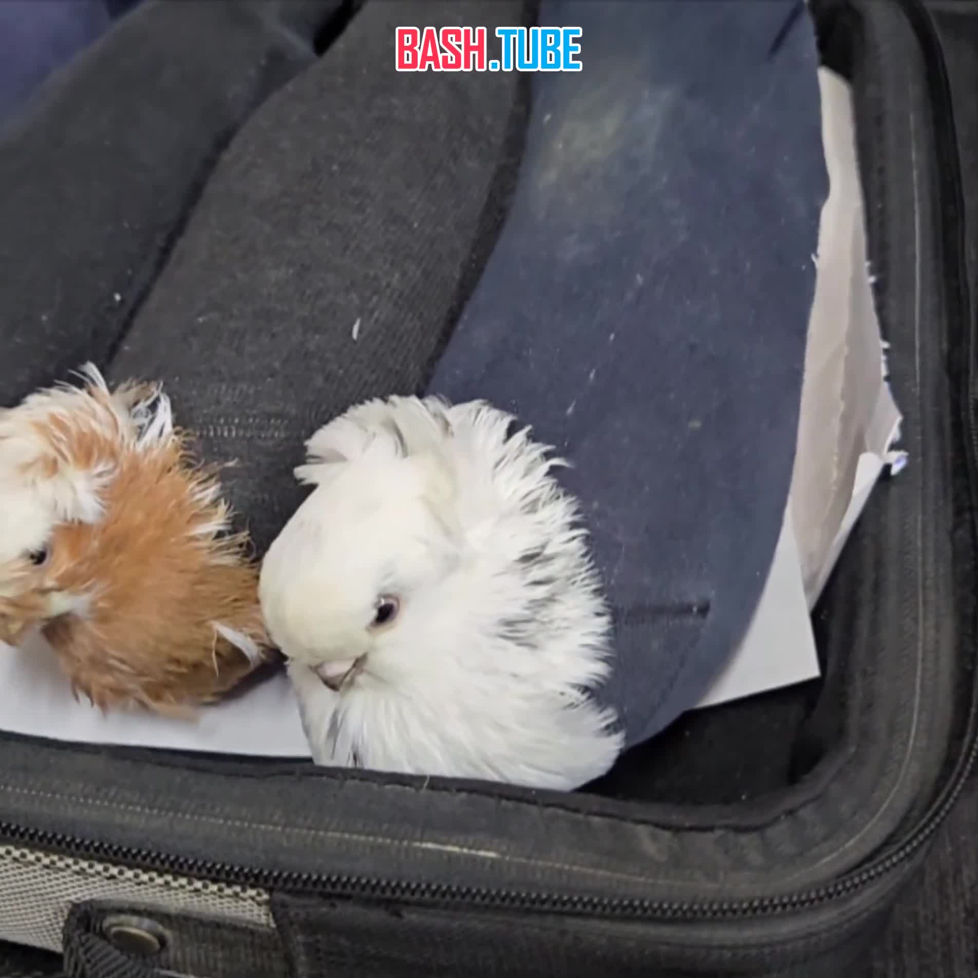  Пять голубей в носках пытались ввезти в Россию