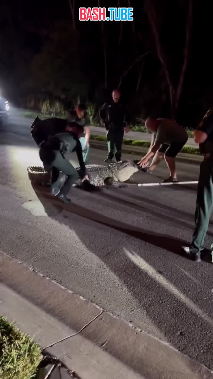  Полицейские «задержали» аллигатора во Флориде