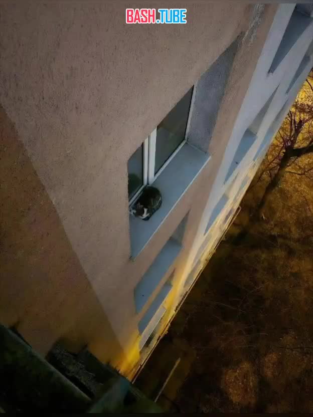  Кот спрыгнул с балкона в Москве и чудом остался жив