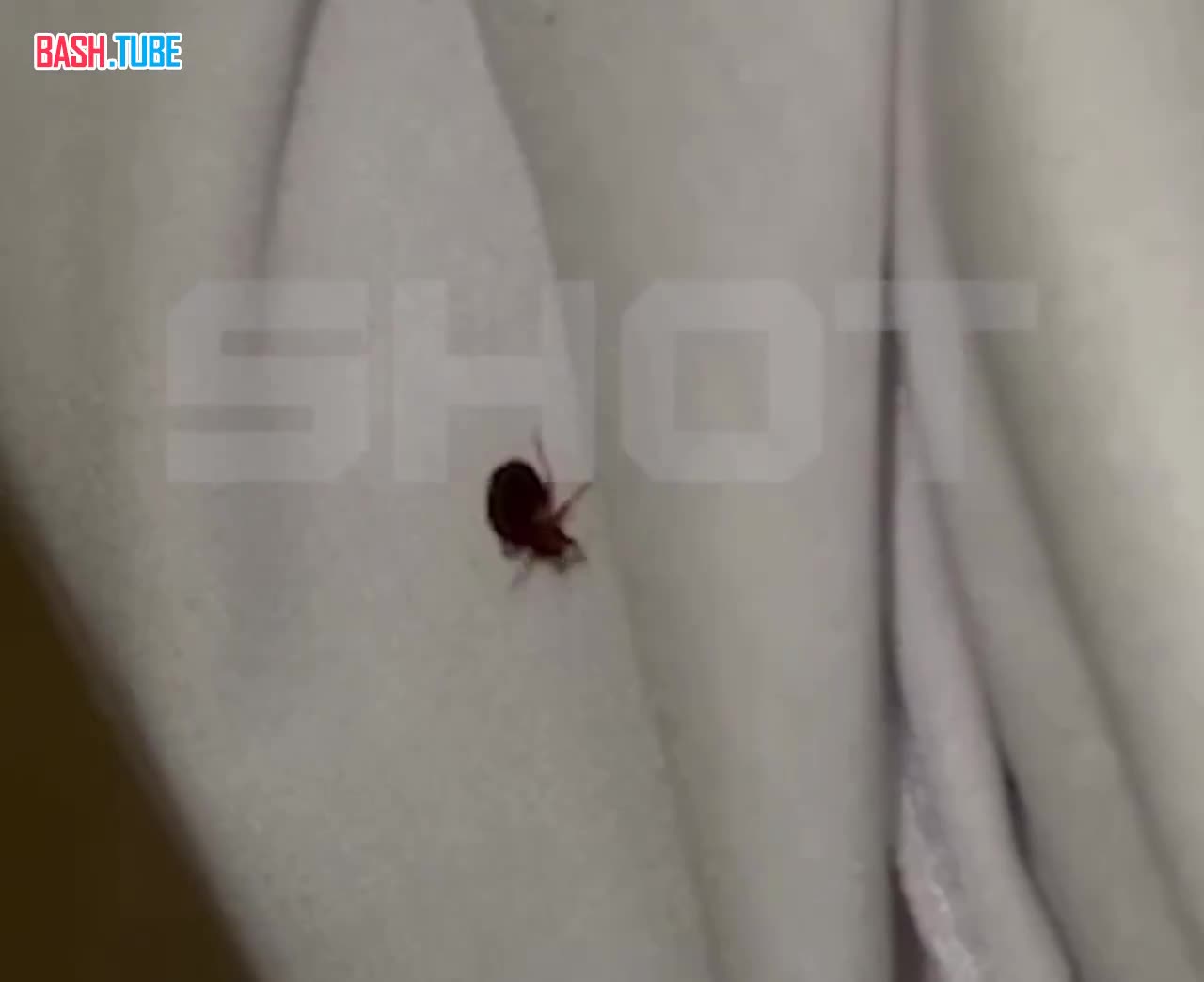  «Эпидемия» клопов в элитных египетских отелях: россияне массово жалуются на укусы