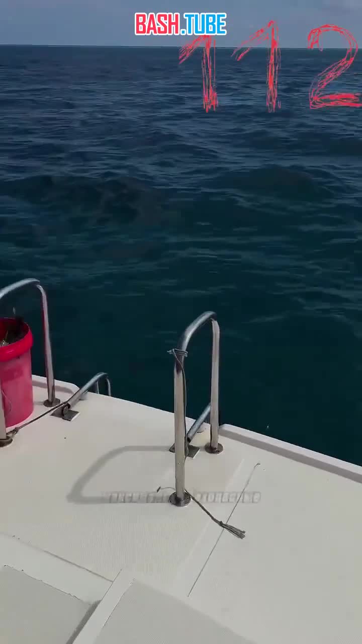  Акула чуть не откусила пальцы россиянке на Мальдивах