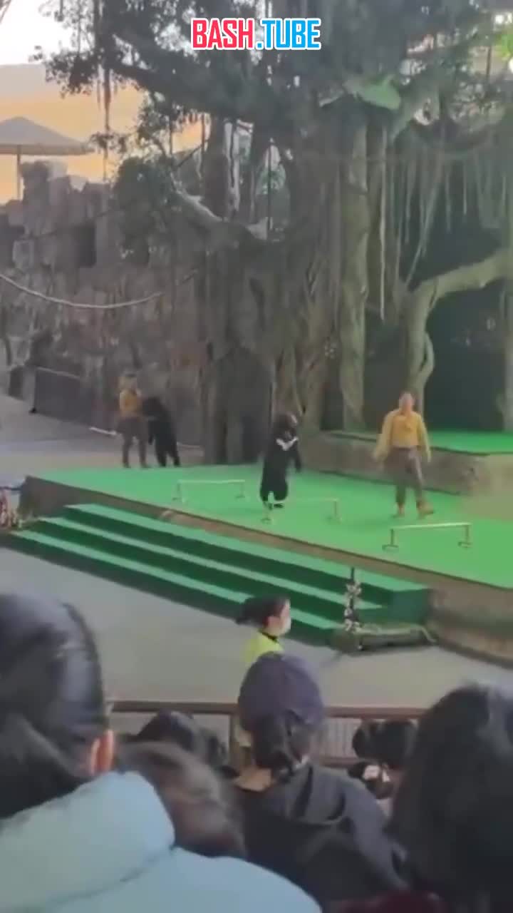  Дрессировщик с попугаем на руке и медведь подрались, но затем помирились в китайском зоопарке, - Daily Mail