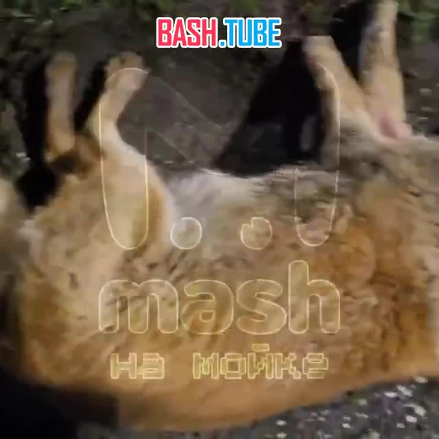  Собаку расстреляли под Питером - скулящего от боли бедолагу на обочине заметил мужчина около посёлка Мартышкино