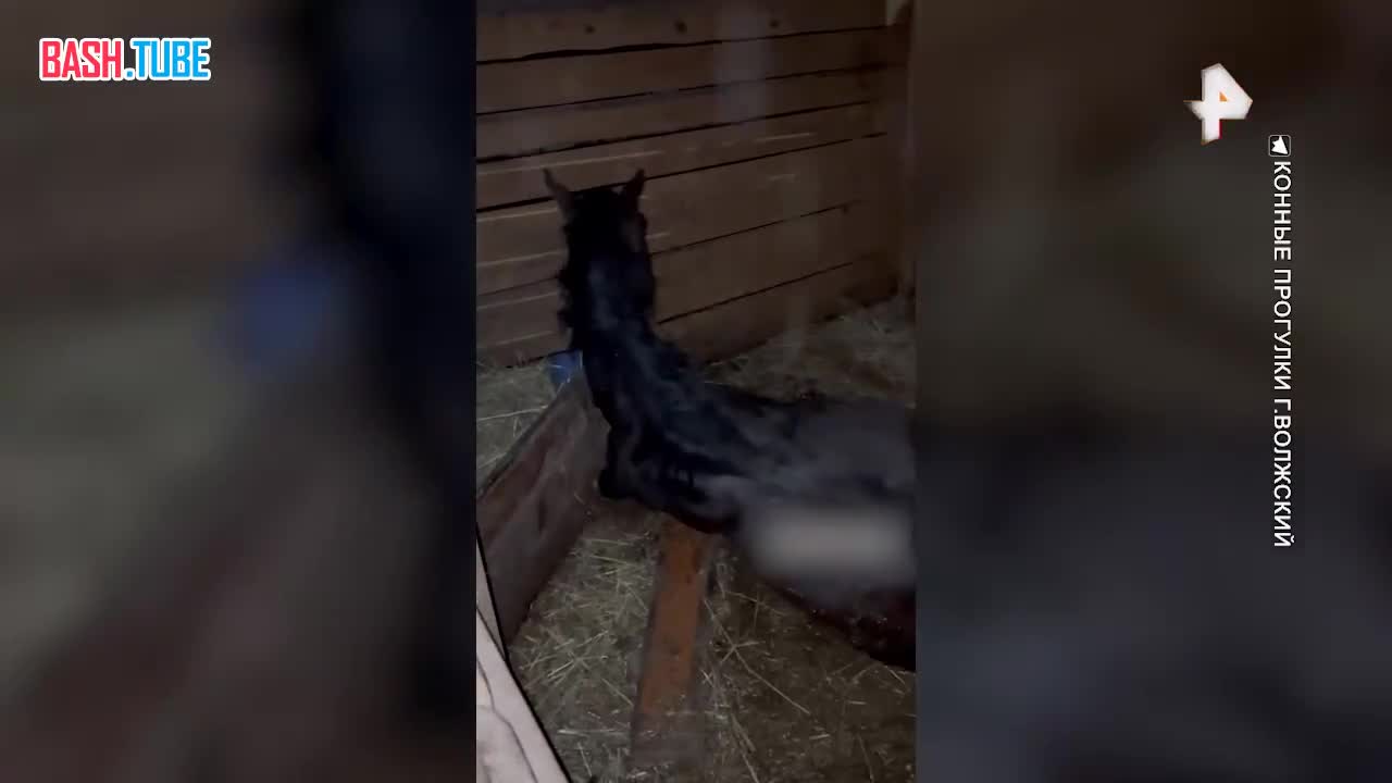  В городе Волжский живодер влил лошадям кислоту в рот и скрылся